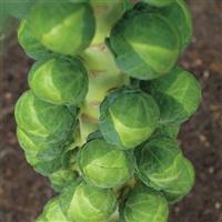 Gigantus Brussels Sprouts