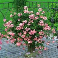 Balcon Pink Ivy Geranium