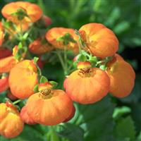 Calynopsis™ Orange Calceolaria