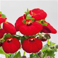 Calynopsis™ Red Calceolaria