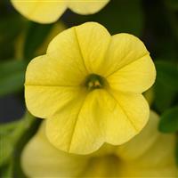 MiniFamous<sup>®</sup> Neo Deep Yellow Calibrachoa