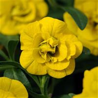 MiniFamous<sup>®</sup> Neo Double Deep Yellow Calibrachoa