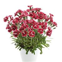 Capitán™ Red White Edge Dianthus