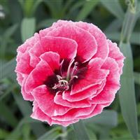 Capitán™ Pink+Eye Dianthus