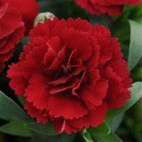 Oscar<sup>®</sup> Dark Red Dianthus