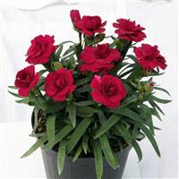 Oscar<sup>®</sup> Dark Red Dianthus