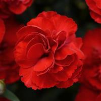 SuperTrouper™ Scarlet Dianthus