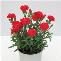 SuperTrouper™ Scarlet Dianthus