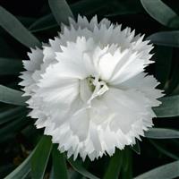 SuperTrouper™ White Dianthus