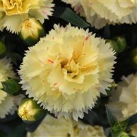 SuperTrouper™ Yellow 25 Dianthus