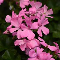 Marcada™ Pink Interspecific Geranium