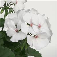 Marcada™ White 25 Interspecific Geranium