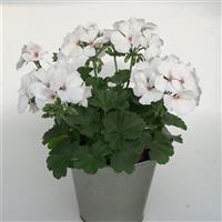Marcada™ White 25 Interspecific Geranium