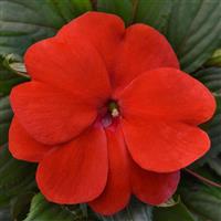 ImPower™ Red New Guinea Impatiens