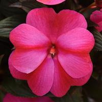 ImPower™ Red Flame New Guinea Impatiens
