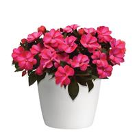 ImPower™ Red Flame New Guinea Impatiens