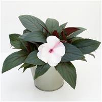ImPower™ White Pink Eye New Guinea Impatiens