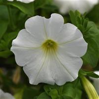 Headliner™ White Petunia