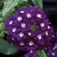 Lascar™ Dark Violet Verbena