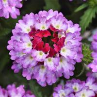 Lascar™ Purple+White Verbena