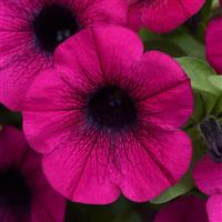 ColorRush™ Purple Petunia
