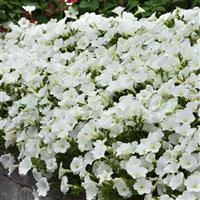 ColorRush™ White Petunia