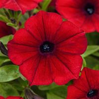 ColorRush™ Red Improved Petunia