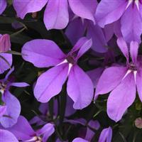 Heatopia™ Lavender Lobelia