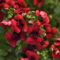 Whimsy™ Red Nemesia