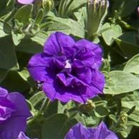 SweetSunshine™ Provence Petunia