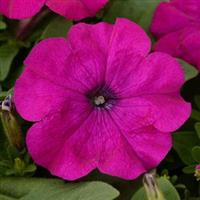Pretty Flora™ Purple Petunia