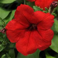 Pretty Flora™ Red Petunia