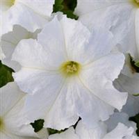 Pretty Flora™ White Petunia