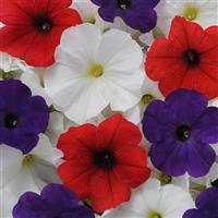 Pretty Flora™ Flag Mixture Petunia