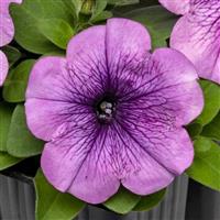 Pretty Flora™ Purple Shades Vein Petunia