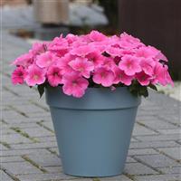 E3 Easy Wave<sup>®</sup> Pink Cosmo Spreading Petunia