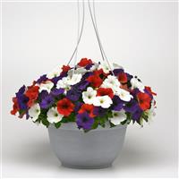 E3 Easy Wave<sup>®</sup> Red White and Blue Mixture Spreading Petunia