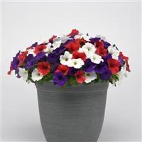 E3 Easy Wave<sup>®</sup> Red White and Blue Mixture Spreading Petunia