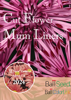 2024<br>Mum Liners